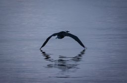 vol du cormoran 